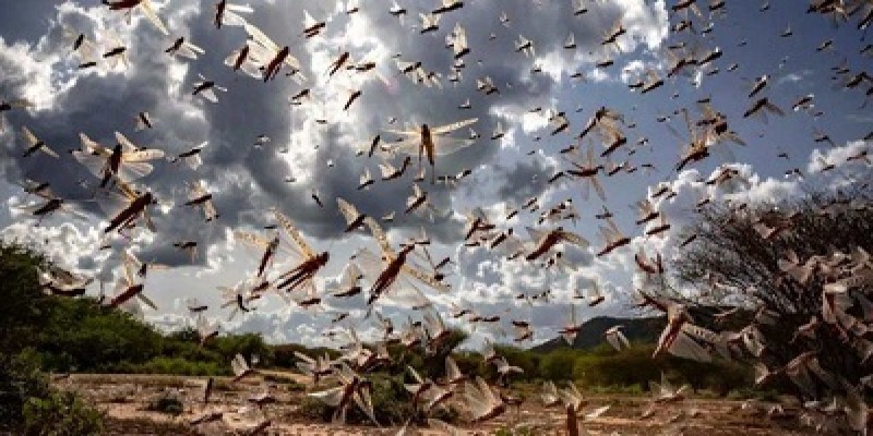 ভারতে পঙ্গপাল মারতে এবার নামবে ১০০০ ‘জলকামান’॥   