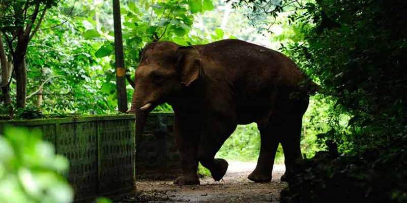 ভারতের কেরলে ফের হাতির মৃত্যু॥ বিস্ফোরণে ভেঙেছে চোয়াল! মিলল নৃশংস অত্যাচারের প্রমাণ