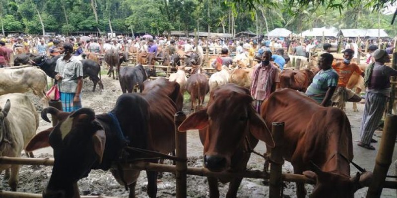 নড়াইলের কোরবানী হাট॥ অনলাইনে সাড়া কম-হাটে ক্রেতা-বিক্রেতা বেশি