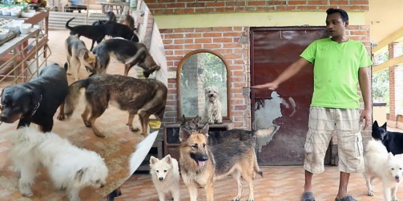 খুলনার ডুমুরিয়াতে কুকুরের খামার গড়ে লাখ লাখ টাকা আয়॥   