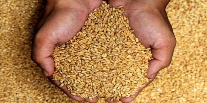ভারতের গম রপ্তানি বন্ধের সিদ্ধান্তে জি-৭ এর নিন্দা।।