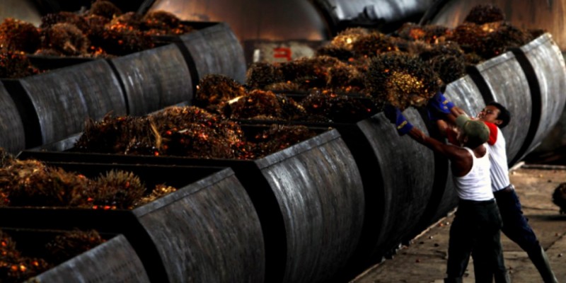 পাম তেল রপ্তানিতে ইন্দোনেশিয়ার নিষেধাজ্ঞা প্রত্যাহার।।