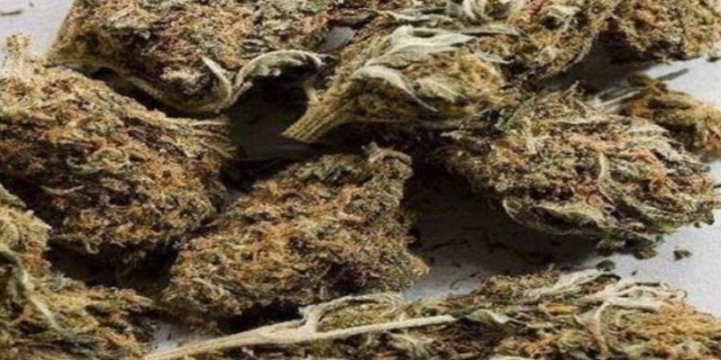 যাত্রী সেজে গাঁজা পাচারকালে কারবারি আটক।।