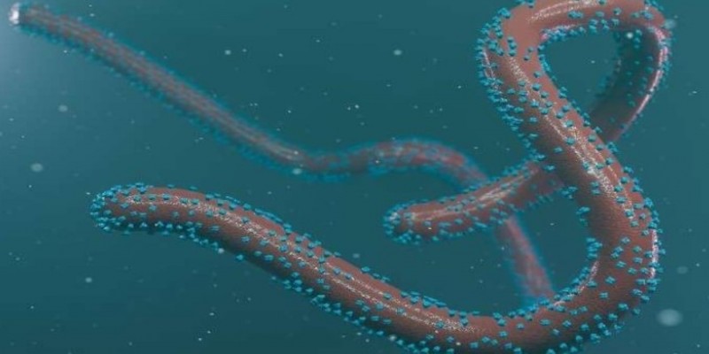 ঘানায় প্রাণঘাতী মারবার্গ ভাইরাস শনাক্ত।।২ জনের মৃত্যু