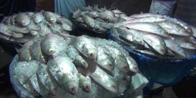 দুর্গাপূজায় ২৪৫০ টন ইলিশ যাচ্ছে ভারতে।।