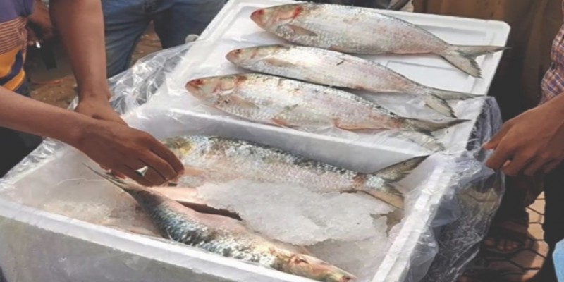 ভারতে ইলিশ রপ্তানি বন্ধে আইনি নোটিশ।।