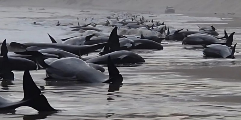 অস্ট্রেলিয়ায় সৈকতে আটকে পড়া ২০০ তিমির মৃত্যু।।