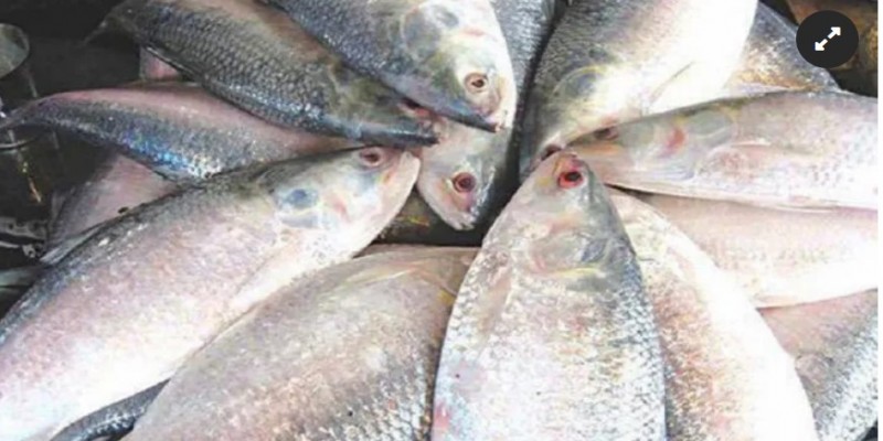 রিশাল থেকে ভারতে পাঠানো হলো আরও ৮ টন ইলিশ।।