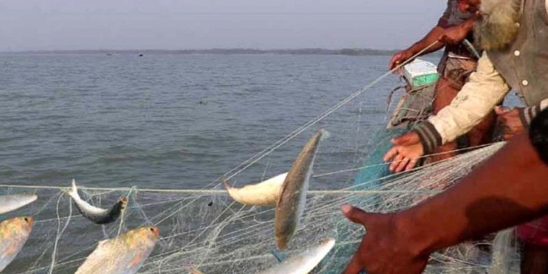 আজ থেকে ২২ দিন ইলিশ ধরা বন্ধ ।।