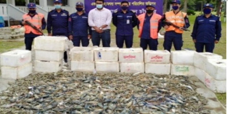 চাঁদপুরে জেলি পুশ করা ২০ মণ চিংড়ি জব্দ ।।