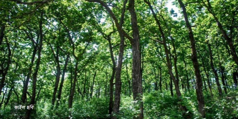 ২০৩০ সাল পর্যন্ত সংরক্ষিত বনের গাছ কাটা বন্ধ।।