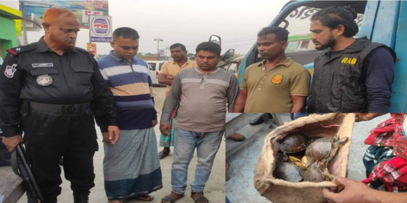 বাগেরহাটে ২৫০‌টি কচ্ছপ উদ্ধার।।৩ ব্যবসায়ীকে কারাদণ্ড