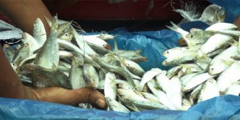 ২১ ড্রাম জাটকা জব্দসহ আটক ২।।