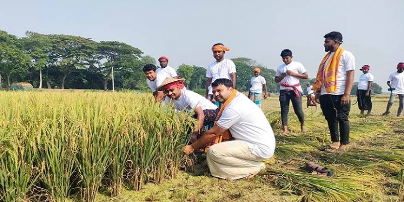 মেহেরপুরে কৃষকের ধান কেটে দিল স্বেচ্ছাসেবক লীগ ।।