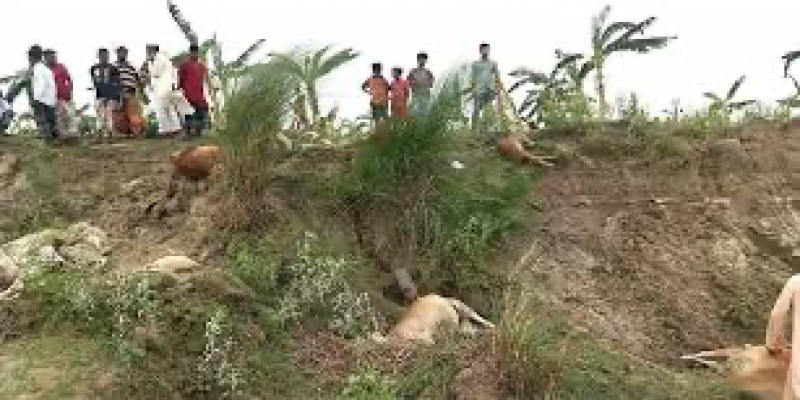 ঈশ্বরদীতে বজ্রপাতে ১৪ গরুসহ প্রাণ গেল যুবকের।।