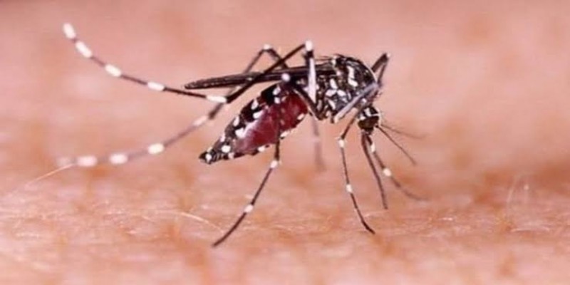 ডেঙ্গুতে প্রাণ গেল আরও একজনের ।। হাসপাতালে ২১১