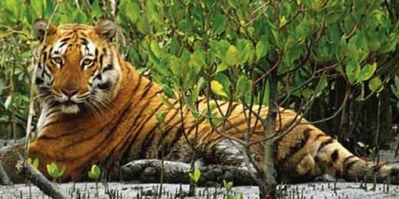 পূর্ব সুন্দরবনের কচিখালী অভয়ারণ্যে বাঘ আতঙ্ক॥