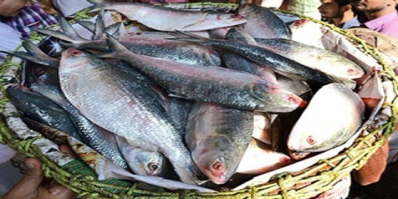 নিষেধাজ্ঞা শেষে আবারও ইলিশ ধরা শুরু