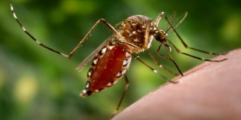 ডেঙ্গুতে আক্রান্ত হয়ে আরও পাঁচজনের মৃত্যু