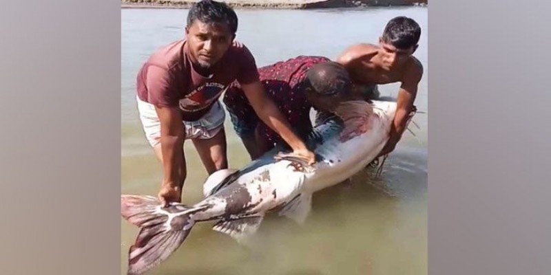 ব্রহ্মপুত্র নদে ধরা পড়লো ৮৫ কেজি ওজনের বাগাড় মাছ
