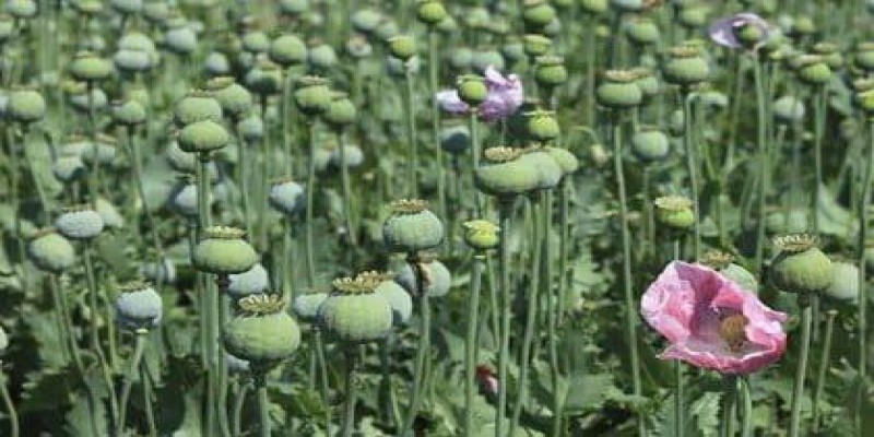 বর্তমানে বিশ্বের বৃহত্তম আফিম উৎপাদনকারী দেশ মিয়ানমার