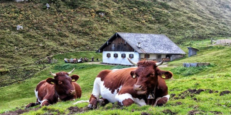গরুর ঘণ্টা নিয়ে গন্ডগোলে গণভোটে যাচ্ছে সুইজারল্যান্ড
