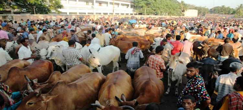কোরবানির ঈদে রাজধানীতে এবার ২২টি অস্থায়ী পশুর হাট বসছে।।   