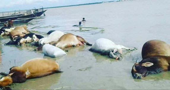 পদ্মায় ট্রলার ডুবে ৩০ গরুর মৃত্যু, নিখোঁজ ২৬।।   