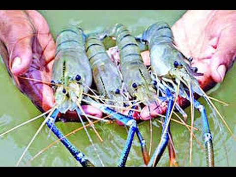 চিংড়ি চাষ থেকে সরে আসছে চাষীরা ।। সমন্বিত চাষাবাদের দিকে ঝুঁকছে মধ্যবিত্তরা   