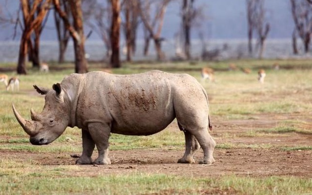 ভারতে যৌন নির্যাতনে গণ্ডারের মৃত্যু
