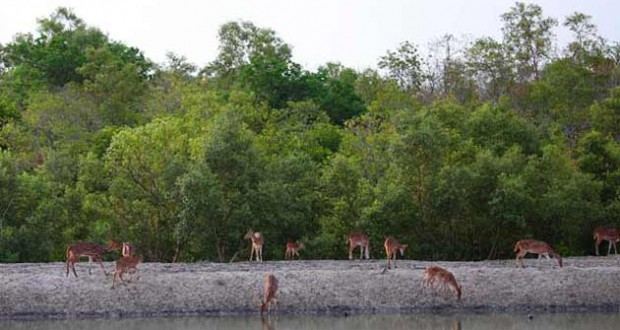 সুন্দরবনের ১০ কিলোমিটারের মধ্যে নতুন শিল্প-কারখানা স্থাপনে নিষেধাজ্ঞা।।   