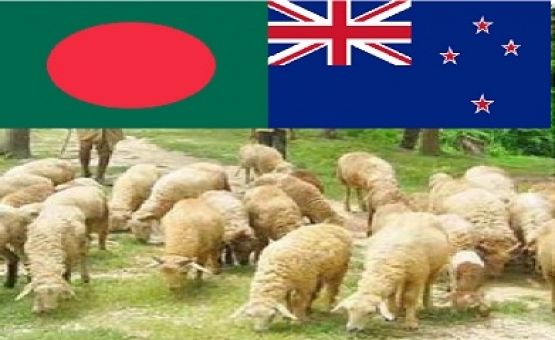 বাংলাদেশে ভেড়ার মাংস রপ্তানিতে আগ্রহী নিউজিল্যান্ড ।।
