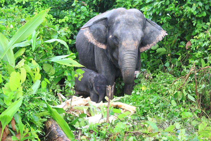 বঙ্গবন্ধু শেখ মুজিব সাফারি পার্কে ফের মা হলো হাতিরানি মুক্তি ।।   