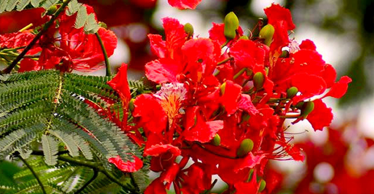বাঙালির বারো মাসে তেরো পার্বণ।।সংস্কৃতির এক অপার নিদর্শন বসন্ত বরণ   