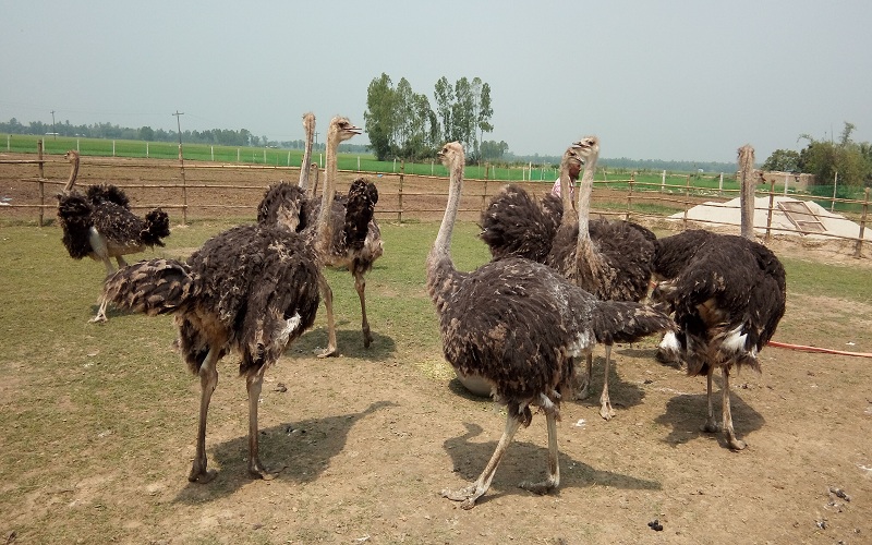 ভারত থে‌কে পাচার হয়ে আসা ৭৫ উট পা‌খির বাচ্চা জব্দ।।