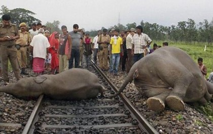 ভারতের আসামে দ্রুতগতির ট্রেনে কাটা পড়ল ৬ হাতি।।   