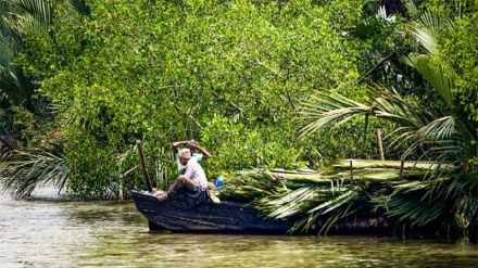 বনদস্যু ছোট্ট বাহিনীর জিম্মি থেকে মুক্তিপণ দিয়ে ছাড়া পেলেন শরণখোলার ৩ জেলে।।