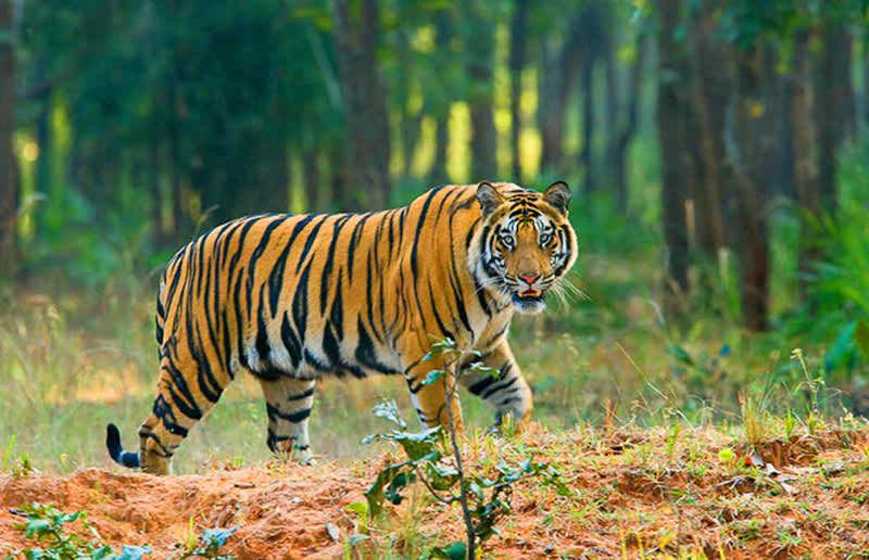 সুন্দরবনে কমে যাচ্ছে রয়েল বেঙ্গল টাইগার ।।