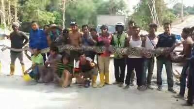 বিশাল আকৃতির অজগর ধরা পড়ল মালয়েশিয়ায়....