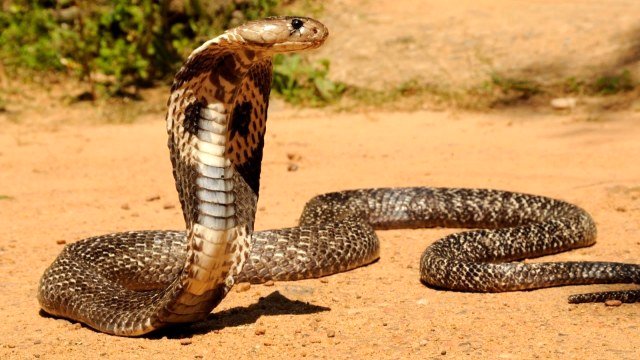 সাপ সম্পর্কে আটটি ভুল ধারণা ।।