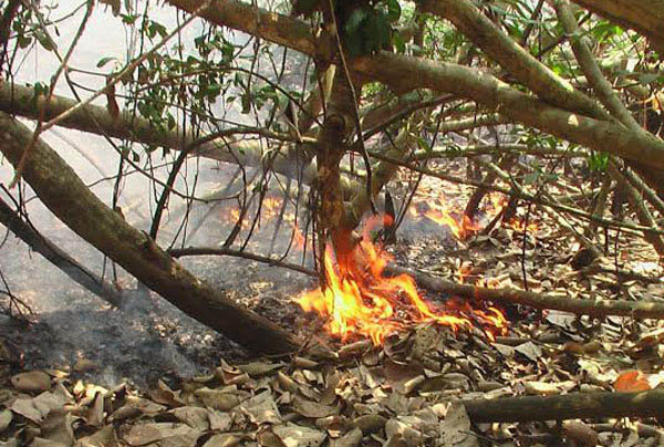 ফের সুন্দরবনে  আগুন ।।