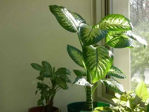 নিরীহ চেহারার এই গাছটি মাত্র ১৫ মিনিটেই আপনার জীবন নিয়ে নিতে পারে ।।