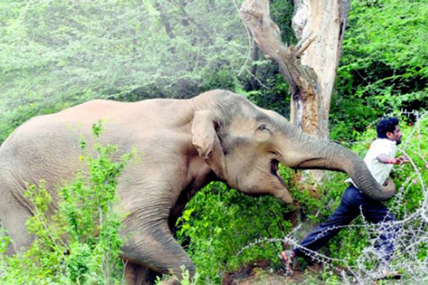 জামালপুরে হাতির আক্রমণে দুই কৃষকের মর্মান্তিক মৃত্যু....