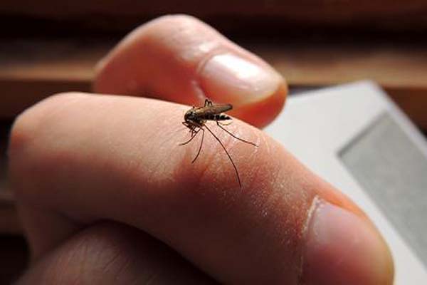 যে কারণে মশা আপনাকে বেশি কামড়ায়......