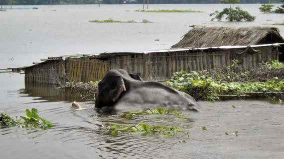 গত ৭ দিনেও ব্রহ্মপুত্র চরে আটকে পড়া হাতিটি উদ্ধার হয়নি
