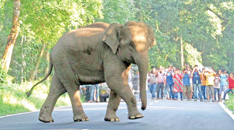 হাতির সঙ্গে সেলফি, পালিয়ে বাঁচলেন পর্যটক