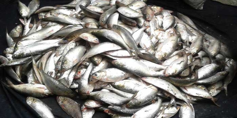 নিষেধ অমান্য করে মা ইলিশ শিকার করায় ১৫ জেলের কারাদণ্ড   