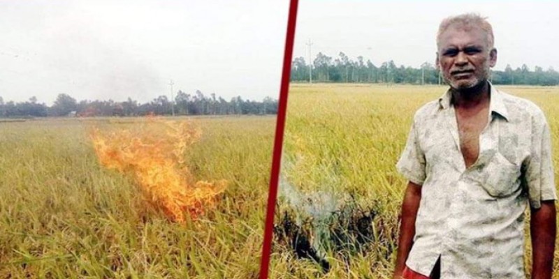 কৃষকের অভিনব প্রতিবাদ॥ ন্যায্য মুল্য না পেয়ে ধান খেতে আগুন