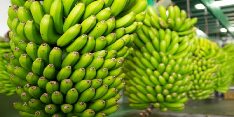 ওজন কমাতে কাঁচকলার যত গুন॥