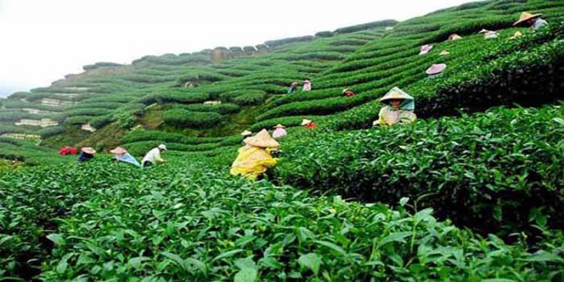 চা উৎপাদনে রেকর্ড করল বাংলাদেশ॥